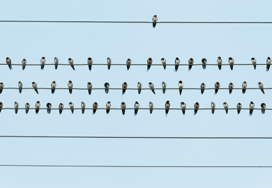 A number of birds on four telephone wires running parallel - only one is on the top one