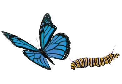 Blue butterfly and caterpillar