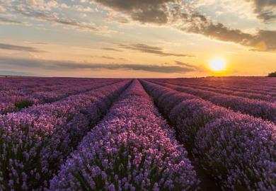 The sun shines on the horizon of a lavender field