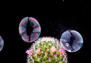 Bubbles float around a cactus