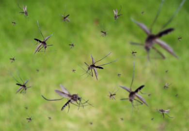 Mosquitoes flying