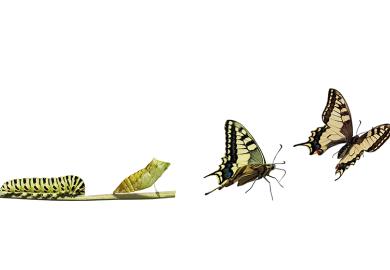 Butterfly emerging from cocoon
