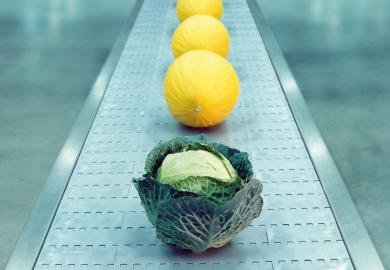 Cabbage on conveyor belt with melons