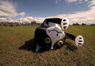 Cat balloon