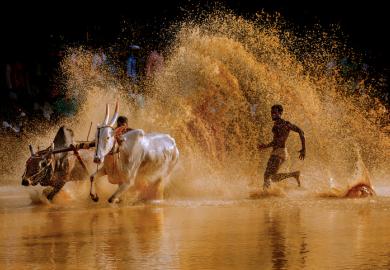 A cattle race in  Kerala