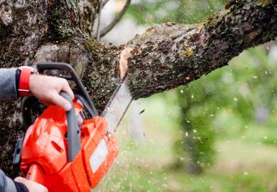 Chainsaw cutting tree branch