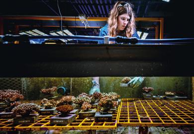 Tanks of water with various corals