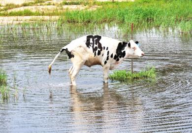 urine cow pee