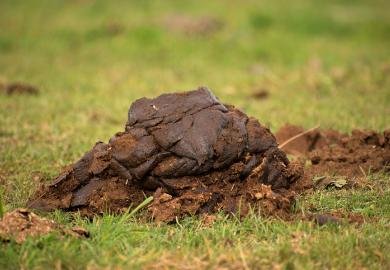 A cowpat