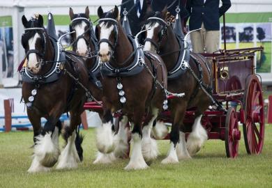 Clydesdales and pulling a cart
