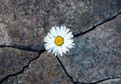 A daisy grows out of a cracked slab, symbolising emerging strongly from the funding crisis