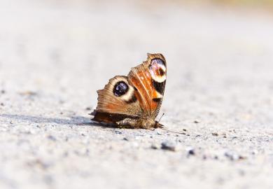 A dead butterfly