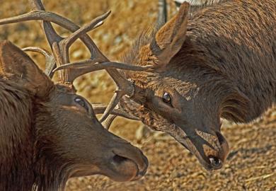 Two deer lock horns, symbolising a two-sided debate