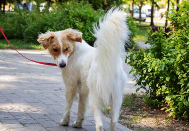 A dog looks at its tail