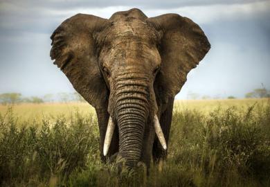 Elephant