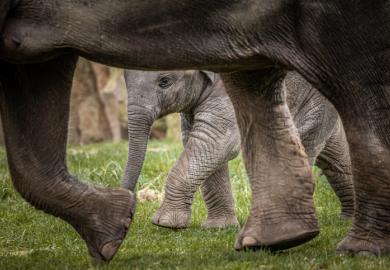 A small element beneath a large elephant