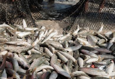 Fish in a net