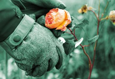 Gloved hand clipping a rose illustrating an opinion article about STEM