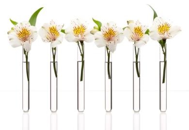 Flowers in a test tube