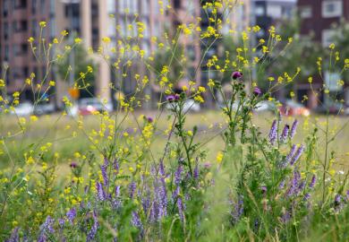 Wild flowers next to a building, illustrating rewilding