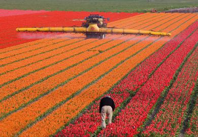 A man works in a huge flower-growing farm