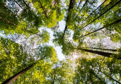 Looking upward in a forest