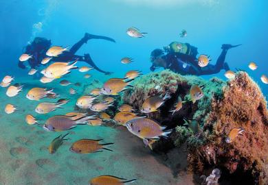 Scuba diving