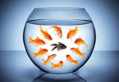 Goldfish staring at black fish in bowl (racism)