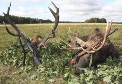 Hunting trophies of elk and deer with weapons after the hunt, symbolising the pursuit of large grants