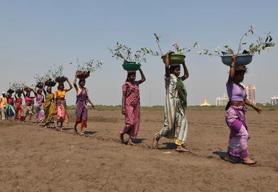 Women carrying mangrove saplings for planting in barren land in Charkop village, Kandivali in Mumbai. To illustrate UK universities looking to set up branch campuses in India.