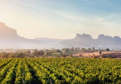 Indian vineyards