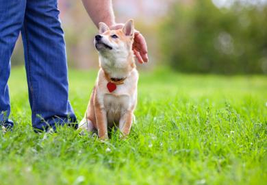 dog, petting, patronising, loyalty