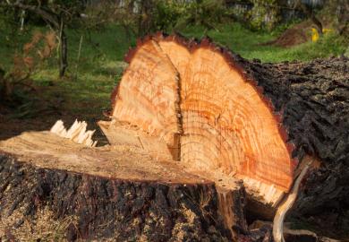Tree chopped down