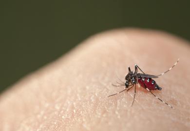 Mosquito