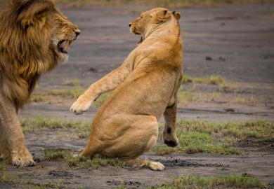 lion, lions, fighting