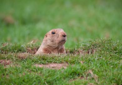 Groundhog Day as groundhog emerges from its burrow