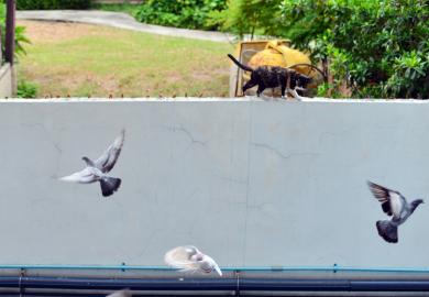 Cat among the pigeons