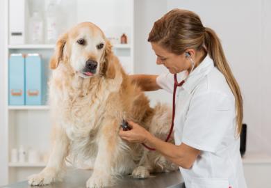 Student vet
