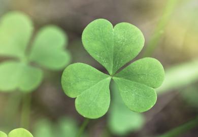 st-patrick-shamrock