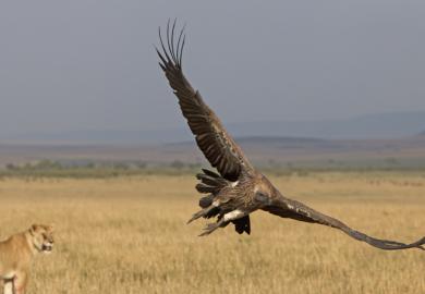 A lion roars at a vulture, symbolising cybersecurity