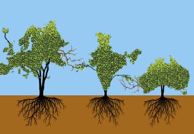 Trees in the shape of Europe, India and Australia, with barren branches reaching out towards India being given growth from the Indian tree. Illustrating the need for HE collaborations to leverage local strengths.