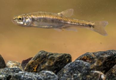 A Eurasian minnow
