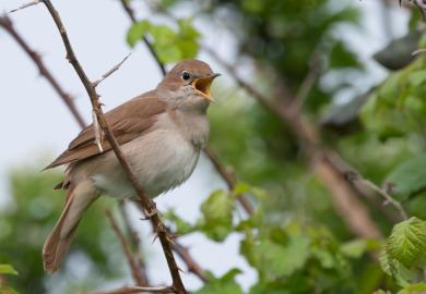 bird, nightingale