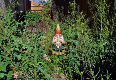 Overgrown garden with gnome