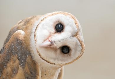 An owl with its head on its side, symbolising curiosity
