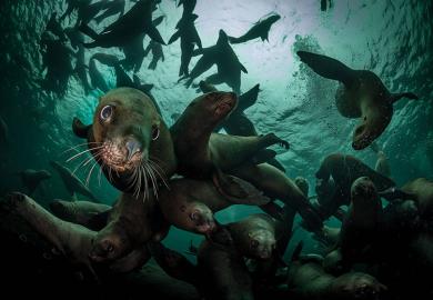 Seals