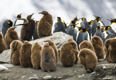 Juvenile penguins huddling