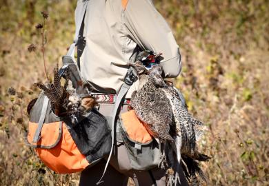 A poacher's bag, containing pheasants