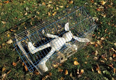 Rabbit in a cage