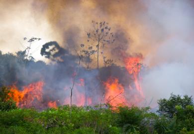 The Brazilian rainforest being burned 